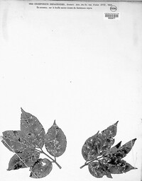 Pseudocercospora depazeoides image